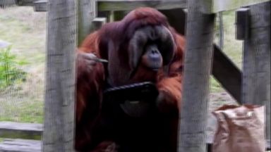 VIDEO: Rudi takes a break from his lunch to paint at the Houston Zoo.