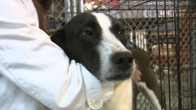Okla. Animals Taken to Chicago NoKill Shelter ABC News