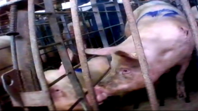 Iowa Pig Farm Filmed Accused Of Animal Abuse Abc News