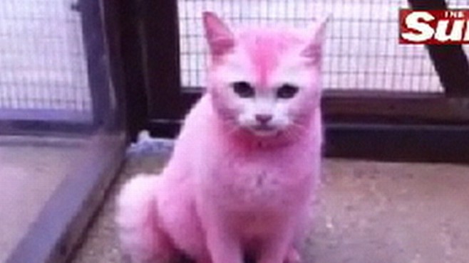 Woman dyes her pet cat pink Video - ABC News