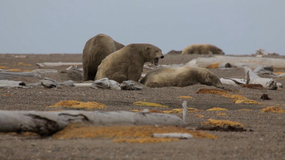 Polar bears seen outside of the Alaskan village of Kaktovik.