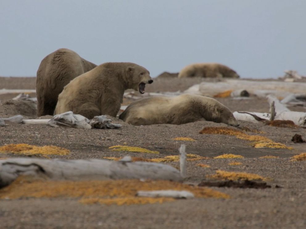 Polar bears seen outside of the Alaskan village of Kaktovik.