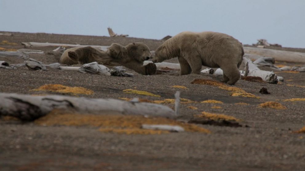 Polar bears seen outside of the Alaskan village of Kaktovik.