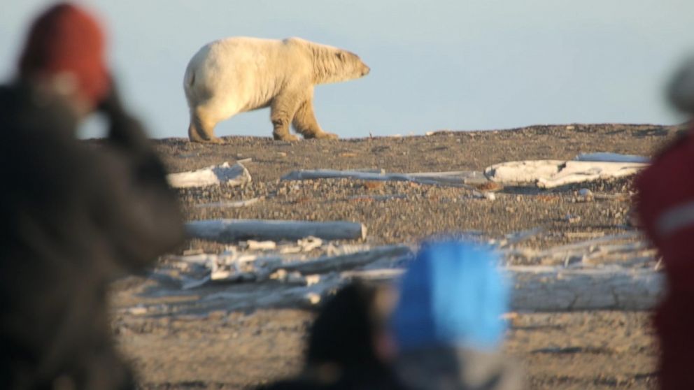 Tourists take photos of polar bears seen outside of the Alaskan village of Kaktovik.