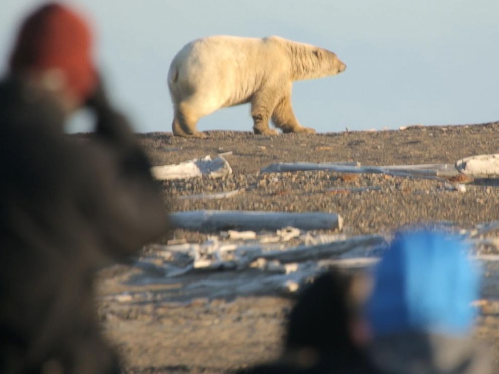 Tourists take photos of polar bears seen outside of the Alaskan village of Kaktovik.