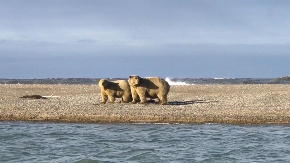 Polar bears are coming on land earlier in the year because, experts say, the sea ice they depend on has been disappearing. 