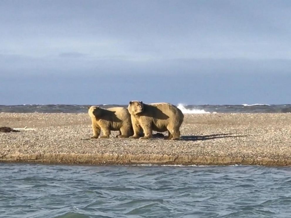 Polar bears are coming on land earlier in the year because, experts say, the sea ice they depend on has been disappearing.