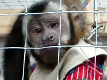 Capuchins Can Turn Against Owners