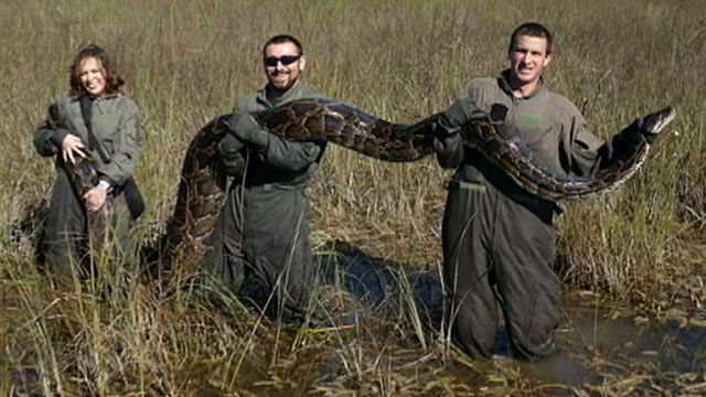 florida-python-hunt-launched-to-curb-slithering-population-abc-news