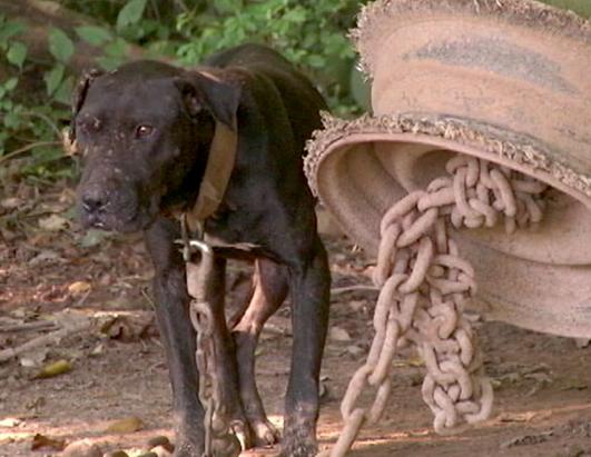 367 Pit Bulls Rescued in Multi-State Dog Fighting Bust Photos - ABC News