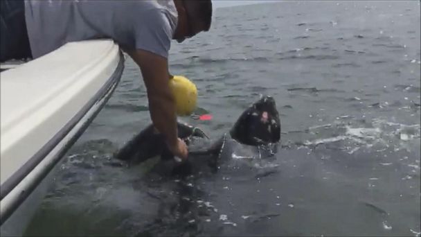 Leatherback Sea Turtle Caught in Crab Trap Freed by Jacksonville Police ...