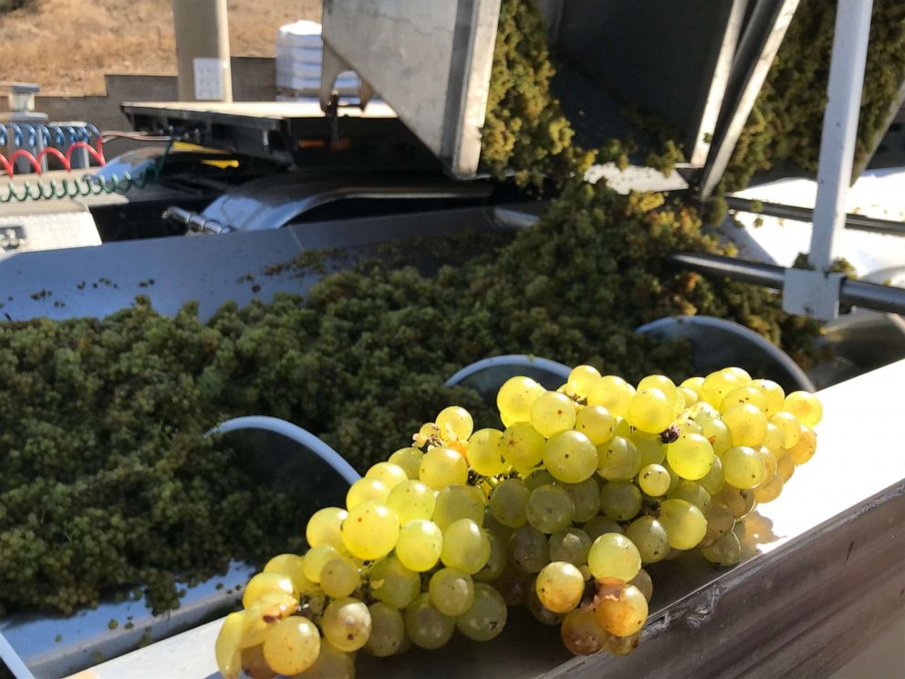 PHOTO: “We just got a load of our handpicked Chardonnay grapes,” said Jill Russell, a winemaker at Cambria Estate Winery. 