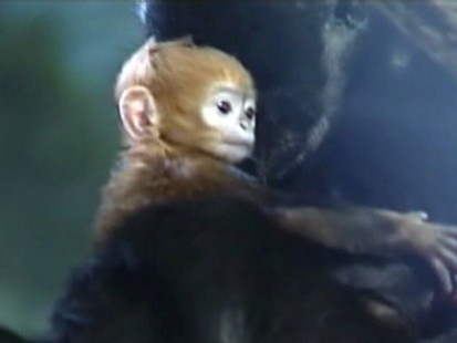 VIDEO: Chicagos Lincoln Park Zoo unveils a baby langur born with an unusual coloring.