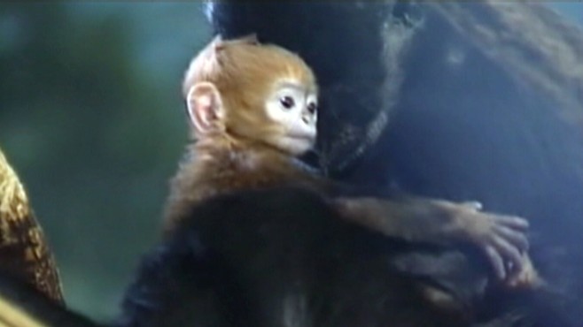 Video Baby Monkey Has Orange Head - ABC News