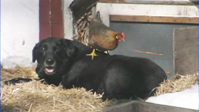 do dogs get along with chickens