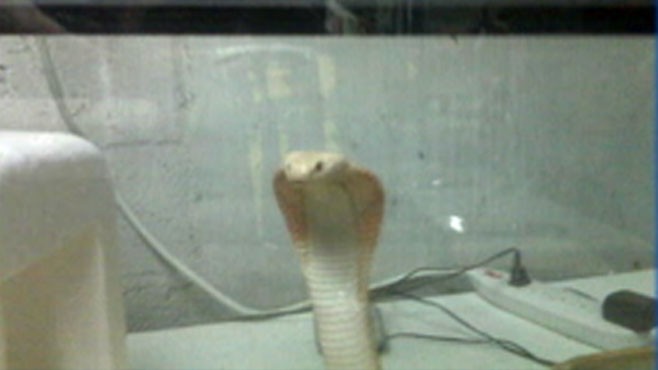 albino cobra