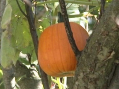 VIDEO: An Iowa homeowner spots a pumpkin that appears to be growing on a tree.