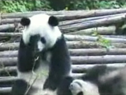 VIDEO: Panda bear sneezing.