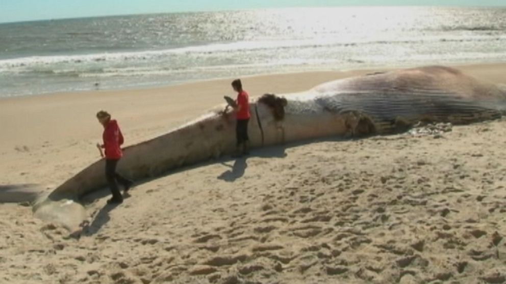 PHOTO: A 58-foot whale washed up at Smith Point County Park in Shirley, N.Y., Oct. 9, 2014. 