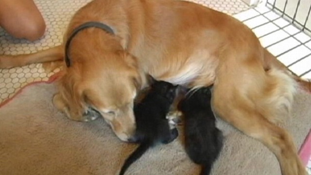 can a dog nurse kittens