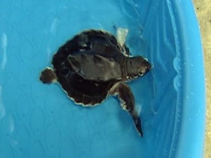 Video: Oiled sea turtle rescued from the Gulf.