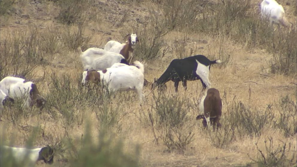 PHOTO:  Goats were set free in Ventura County, California, on May 11, 2016, to assist firefighters with clearing brush that could fuel wildfires. 