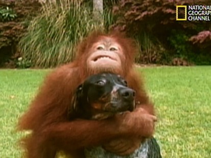 VIDEO: An orangutan and a dog
