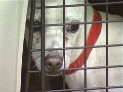 VIDEOl California animal shelters ship planeloads of Chihuahuas to other states for adoption.
