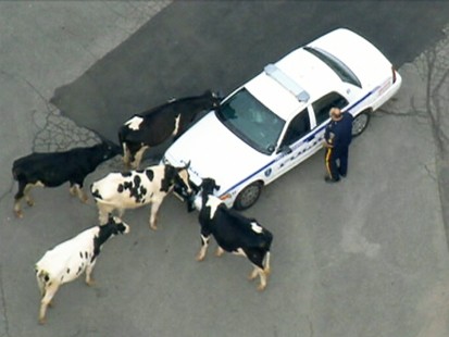 VIDEO: Cows escape dairy farm and end up on a highway.