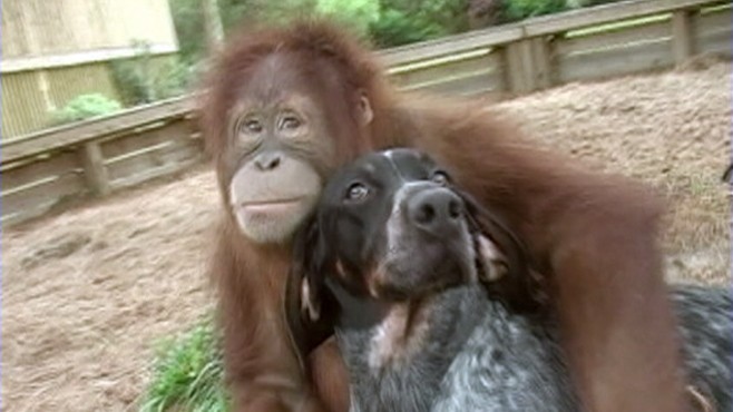  Dog  and Orangutan  Become Best Friends Video ABC News