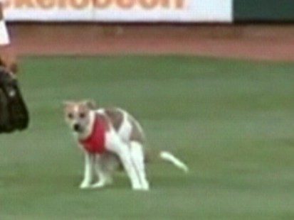 Video: Puppy goes number two on minor league baseball field.