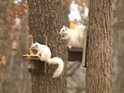 Video: Missouri town claims to have had white squirrels first.