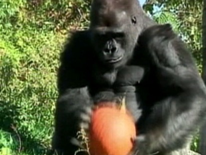 VIDEO: The great apes and other creatures dine on pumpkins at Detroit Zoo.