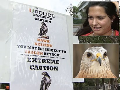 Video: College student attack by a hawk.