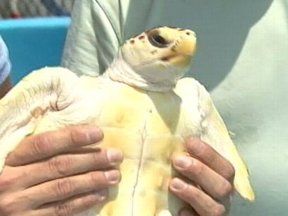 VIDEO: A group of environmentalists in Florida are caring for oil-covered turtles.