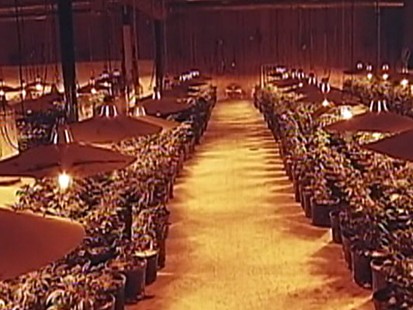 Video: Police find millions of dollars worth of marijuana stashed in a warehouse.