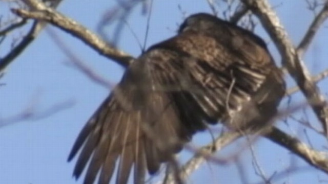 Turkey Vultures Swarm N.C. Neighborhood - ABC News