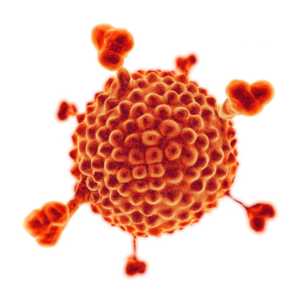 PHOTO: Anatomical structure of the adenovirus