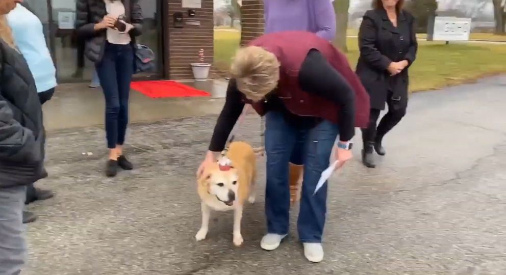 12-year-old dog adopted after 2,461 days in a shelter - ABC News