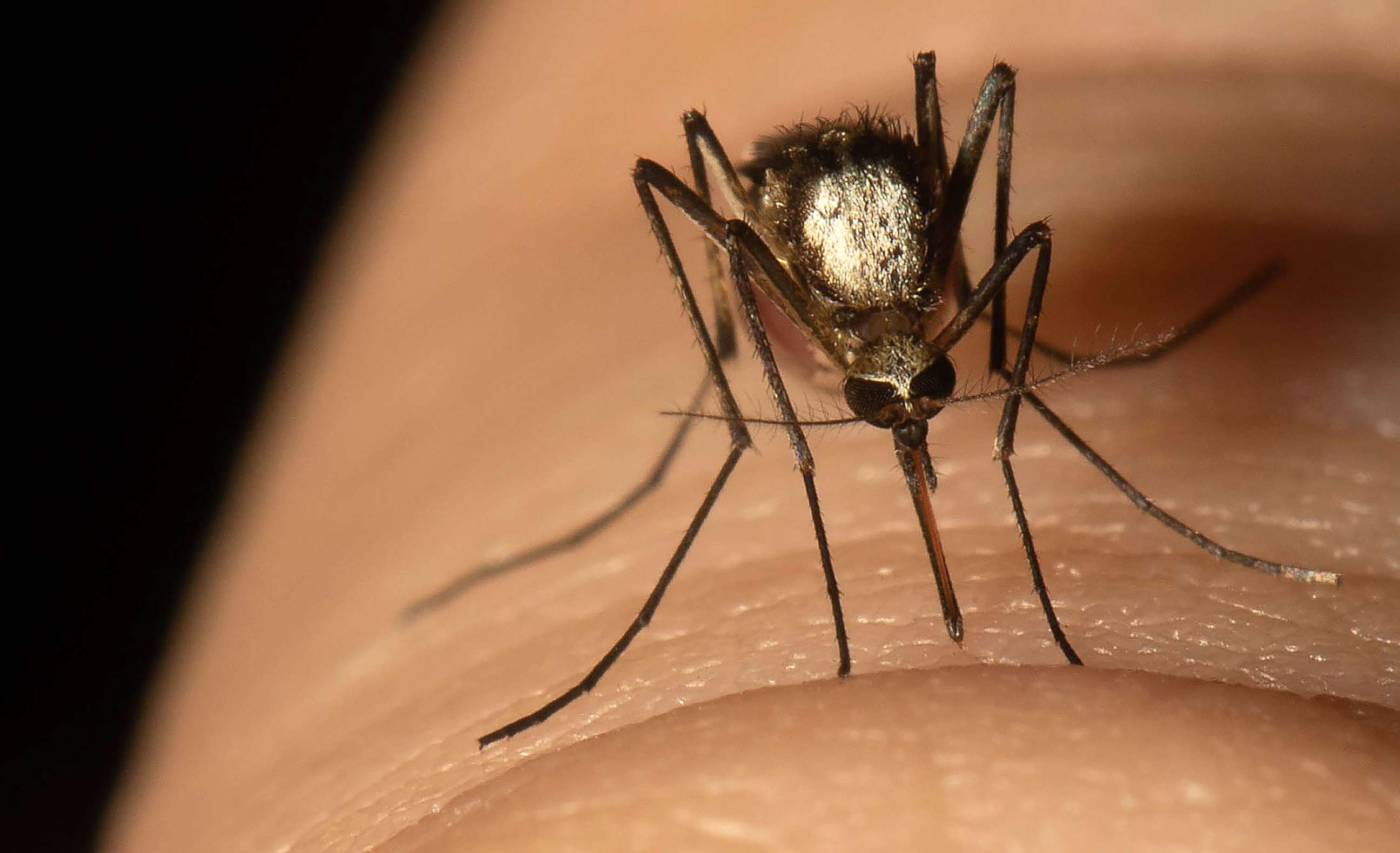 PHOTO: Scientists have found Aedes scapularis mosquitoes near Everglades National Park in Florida. 