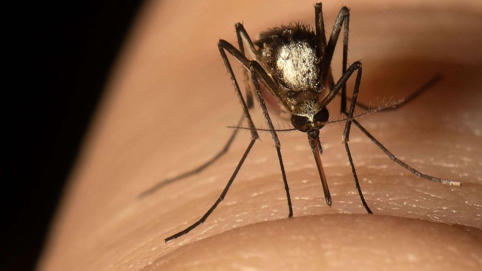 Invasive species of mosquito that could transmit diseases from animals to  people found in Florida - ABC News