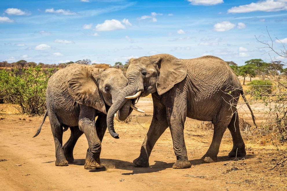 PHOTO: A pair of African bush elephant are seen in this stock photo.