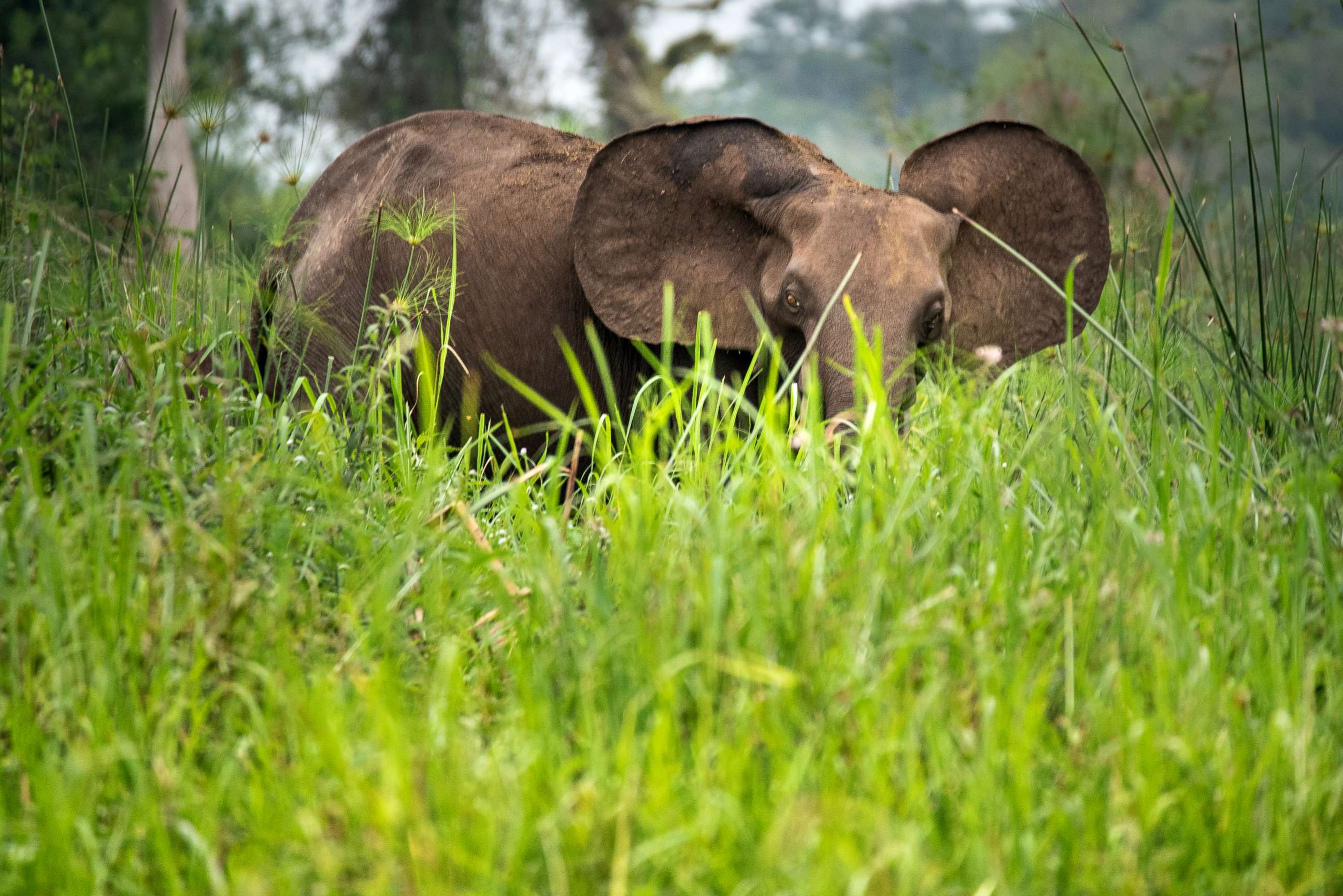 PHOTO: An African forest elephant is seen in this stock photo.