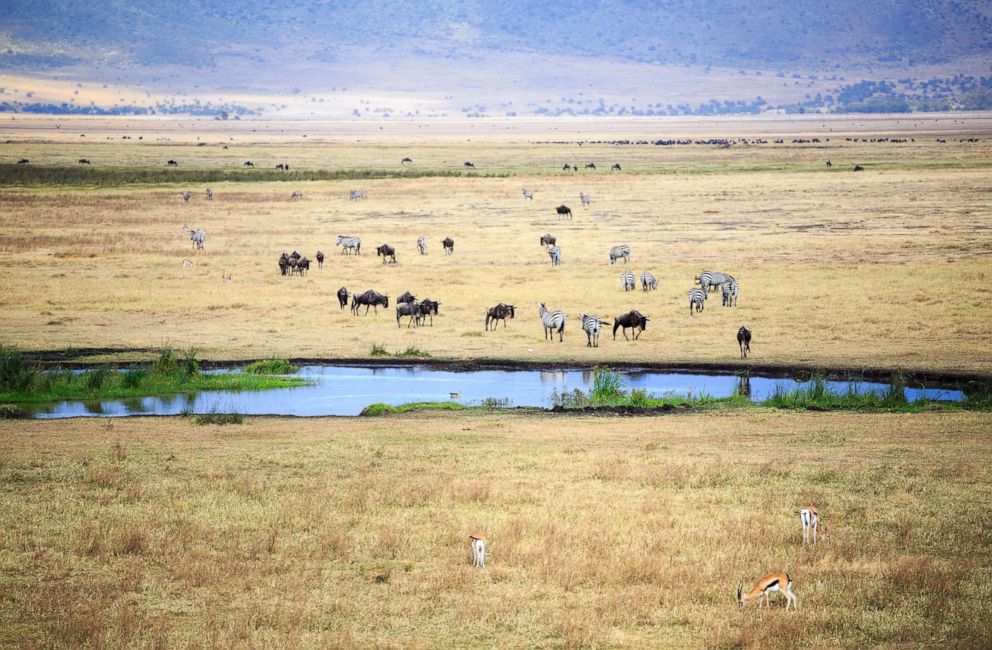 PHOTO: Thomson's Gazelle, wildebeest and zebra gather at a waterhole at the Ngorongoro crater, Tanzania.