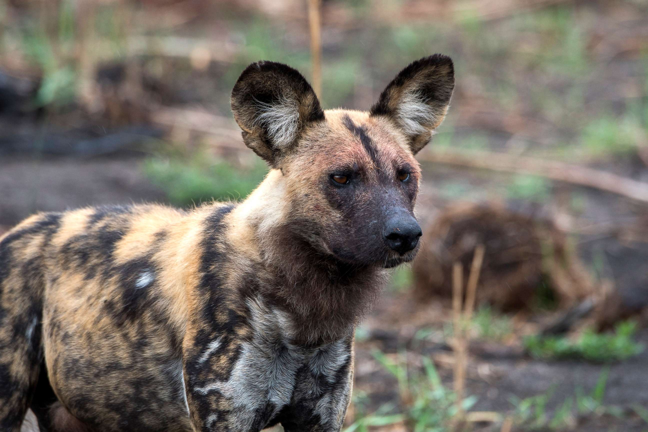 PHOTO: An African wild dog (Lycaon pictus) looks for prey in the Jao concession, Okavango Delta in Botswana. 