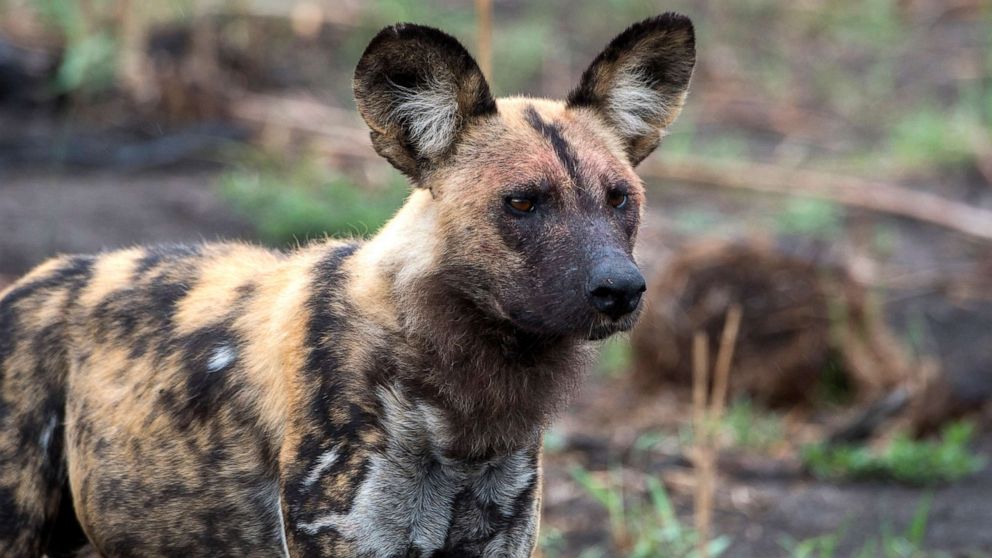 PHOTO: An African wild dog (Lycaon pictus) looks for prey in the Jao concession, Okavango Delta in Botswana. 