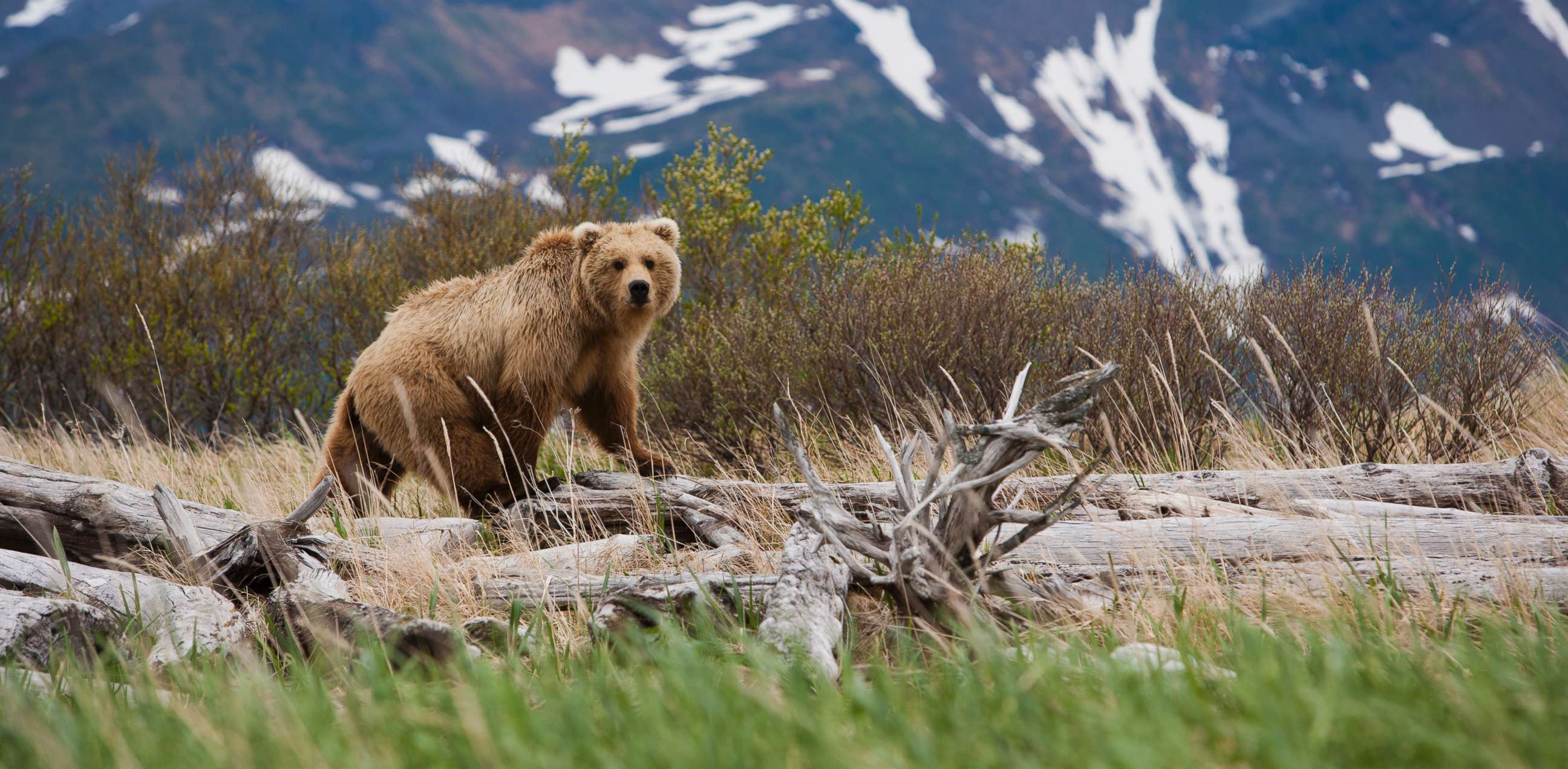 PHOTO: A Brown Bear is pictured at Katmai National Park in Alaska.