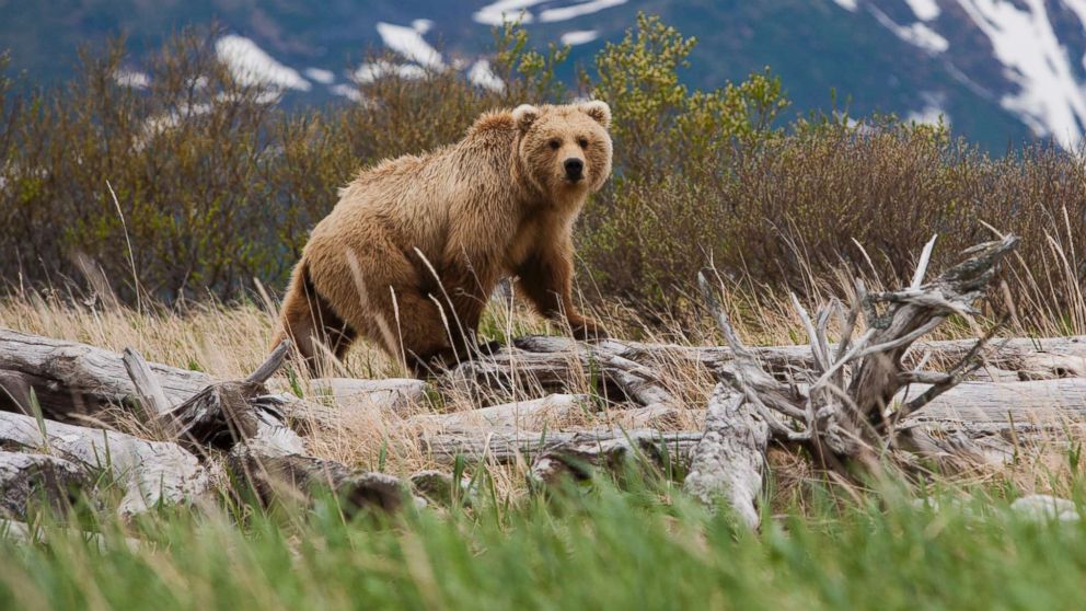 PHOTO: A Brown Bear is pictured at Katmai National Park in Alaska.