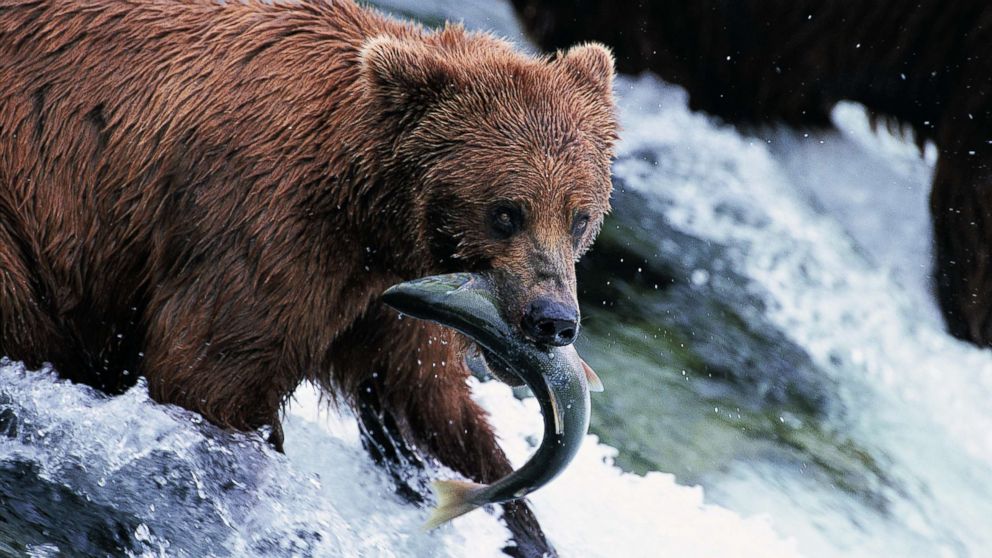 A Brown Bear catches a fish at Katmai National Park, Alaska, in an undated photo.