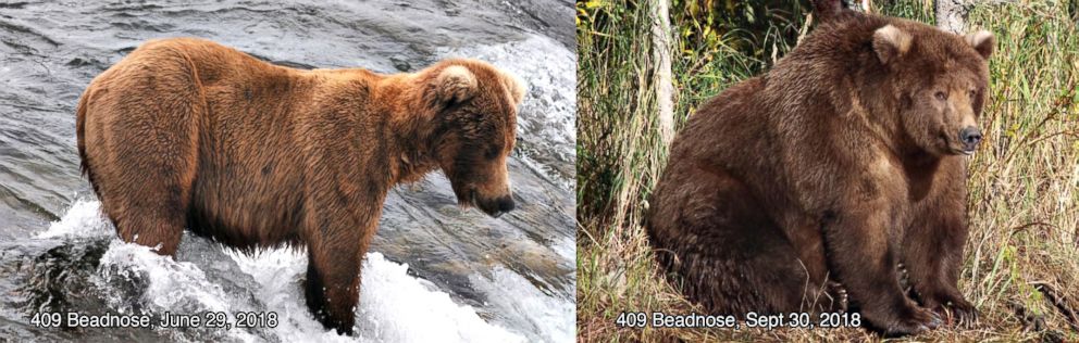 PHOTO: 409 Beadnose was crowned Fattest Bear on Oct. 9, 2018. 